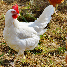 Hens - Donate to Purchase Six Hens