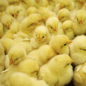Chicks - Donate to Purchase Chicks