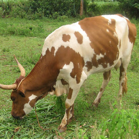 Cows - Donate to Purchase Cows