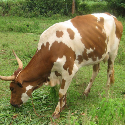 Cows - Donate to Purchase Cows