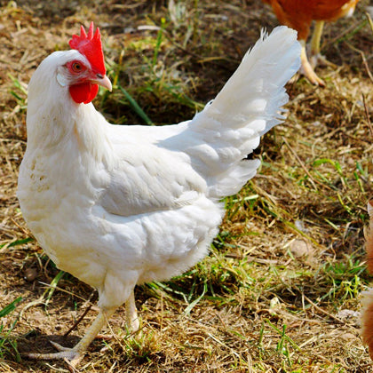 Hens - Donate to Purchase Six Hens
